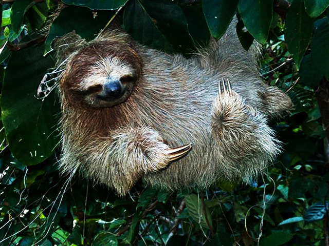 Three toed sloth | Costa Rica Shore Excursions