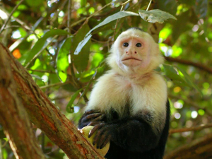 White faced monkey Private Tours in Puntarenas - Gio Tours